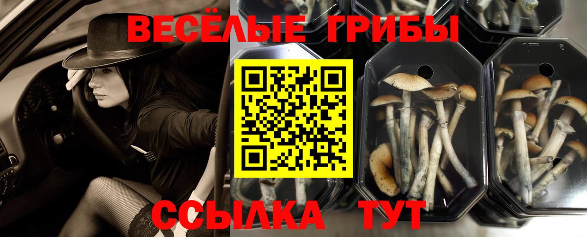 дарнет шоп  Псилоцибиновые грибы прущие грибы  Вход с VPN  Петропавловск-Камчатский 